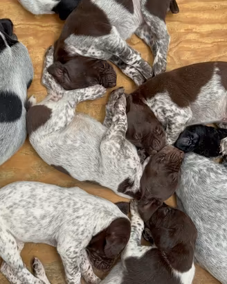 Cuccioli di Bracco Tedesco