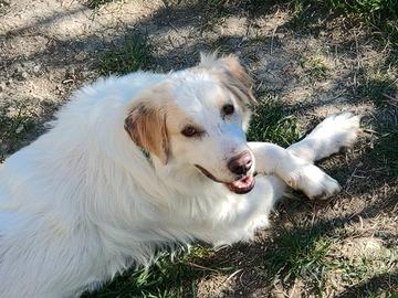 Cane in adozione