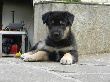 Cucciolo MAschio incrocio Belga - Tedesco