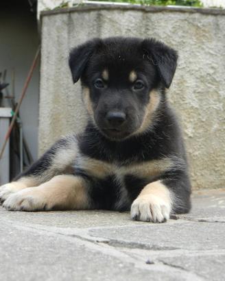 Cucciolo MAschio incrocio Belga - Tedesco
