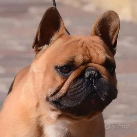 Bouledogue francesi