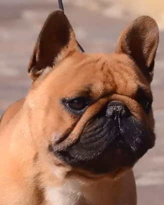 Bouledogue francesi