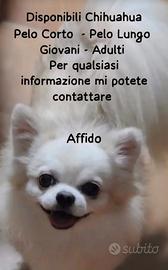 Chihuahua in affido