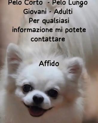 Chihuahua in affido