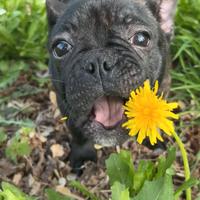 Cucciolo di bouledogue francese