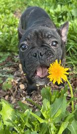 Cucciolo di bouledogue francese