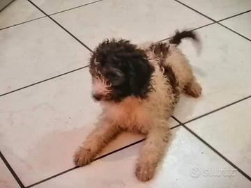 Cuccioli Lagotto