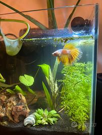 Betta maschio Halfmoon giallo/oro