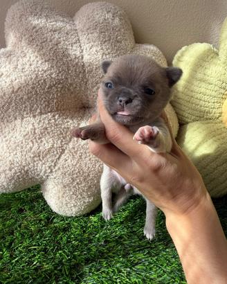 Chihuahua toy cuccioli femmine e maschi