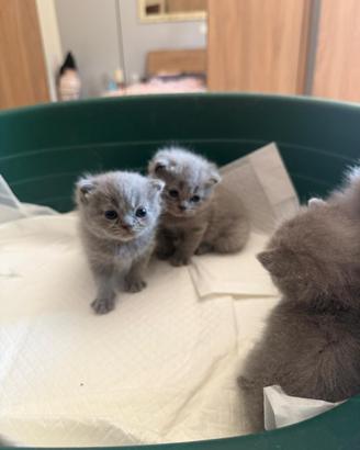 Cuccioli British Shorthair Blu IN PRENOTAZIONE