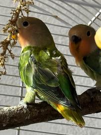 Inseparabili