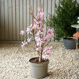 1 Magnolia Leonard Messel in vaso da 18 cm