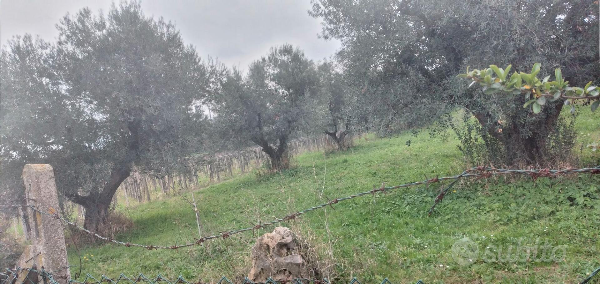 TERRENO DI 12 MILA MQ A FRASCATI - Altro