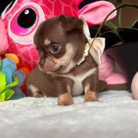 Chihuahua cioccolato