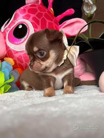 Chihuahua cioccolato