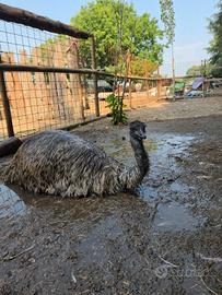 Emu femmina