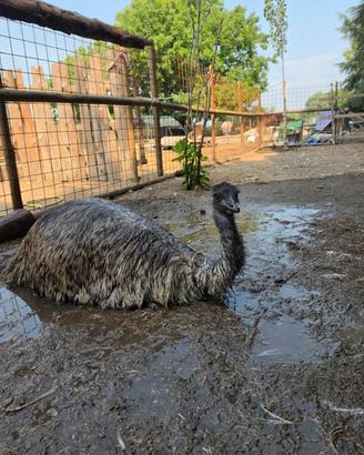 Emu femmina