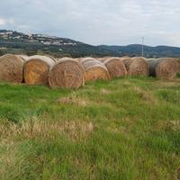 Fieno per pacciamatura