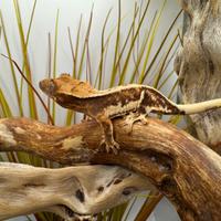 Geco ciliatus baby lilly white