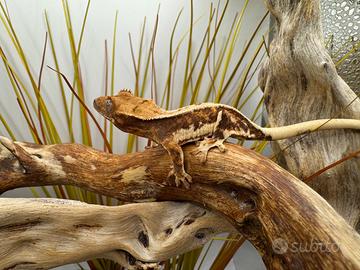 Geco ciliatus baby lilly white