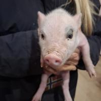 Maialini incrocio cinghiale