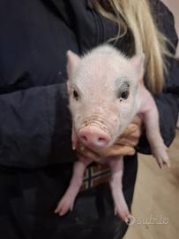 Maialini incrocio cinghiale