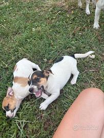 Jack russell