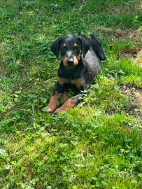 Cucciola Doberman