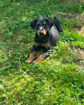 Cucciola Doberman