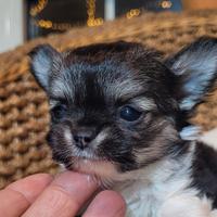 Chihuahua pelo lungo piccolissimo enci