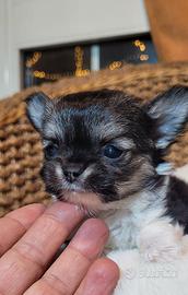 Chihuahua pelo lungo piccolissimo enci