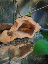 Ancistrus Gold piccolo allevamento