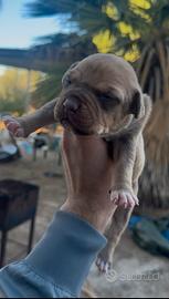 Cuccioli di pit bull ukc