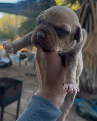 Cuccioli di pit bull ukc