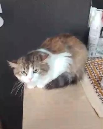 Gattina Milù 6 mesi