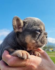 Bulldog francesi cuccioli esotici