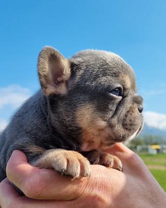 Bulldog francesi cuccioli esotici