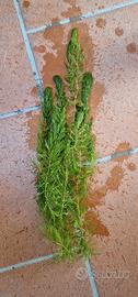 Ceratophyllum demersum