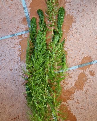 Ceratophyllum demersum