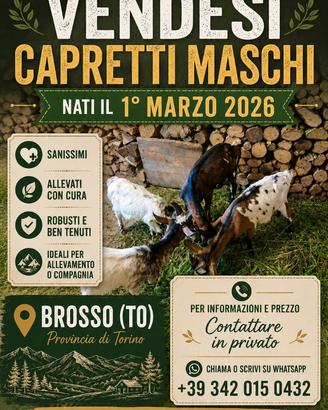 Vendita capretti
