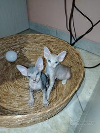 Sphynx micetti