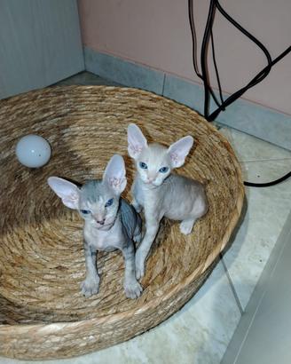 Sphynx micetti