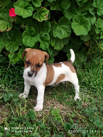 Cuccioli Jack Russell