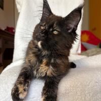 Maine coon femmina Tortie