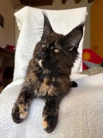 Maine coon femmina Tortie