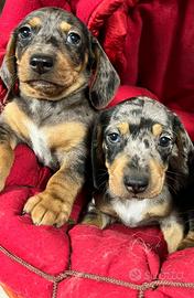 I migliori cuccioli italiani ( bassotti)