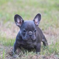 Cuccioli di bulldog francesi maschi blu