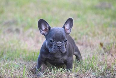 Cuccioli di bulldog francesi maschi blu