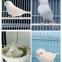 Disponibili canarini bianchi recessivi novelli