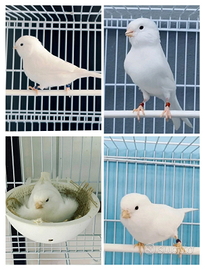 Disponibili canarini bianchi recessivi novelli